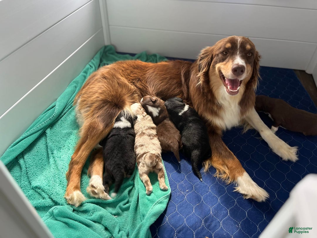 Australian Shepherd dogs for sale: Burrrito - Image 8