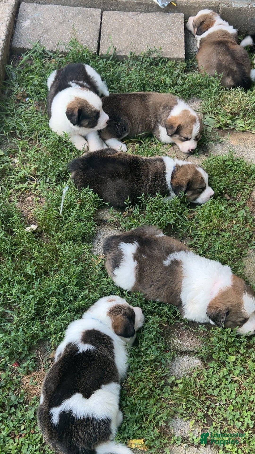 Bernese Mountain Dog dogs for sale: Duchess - Image 3