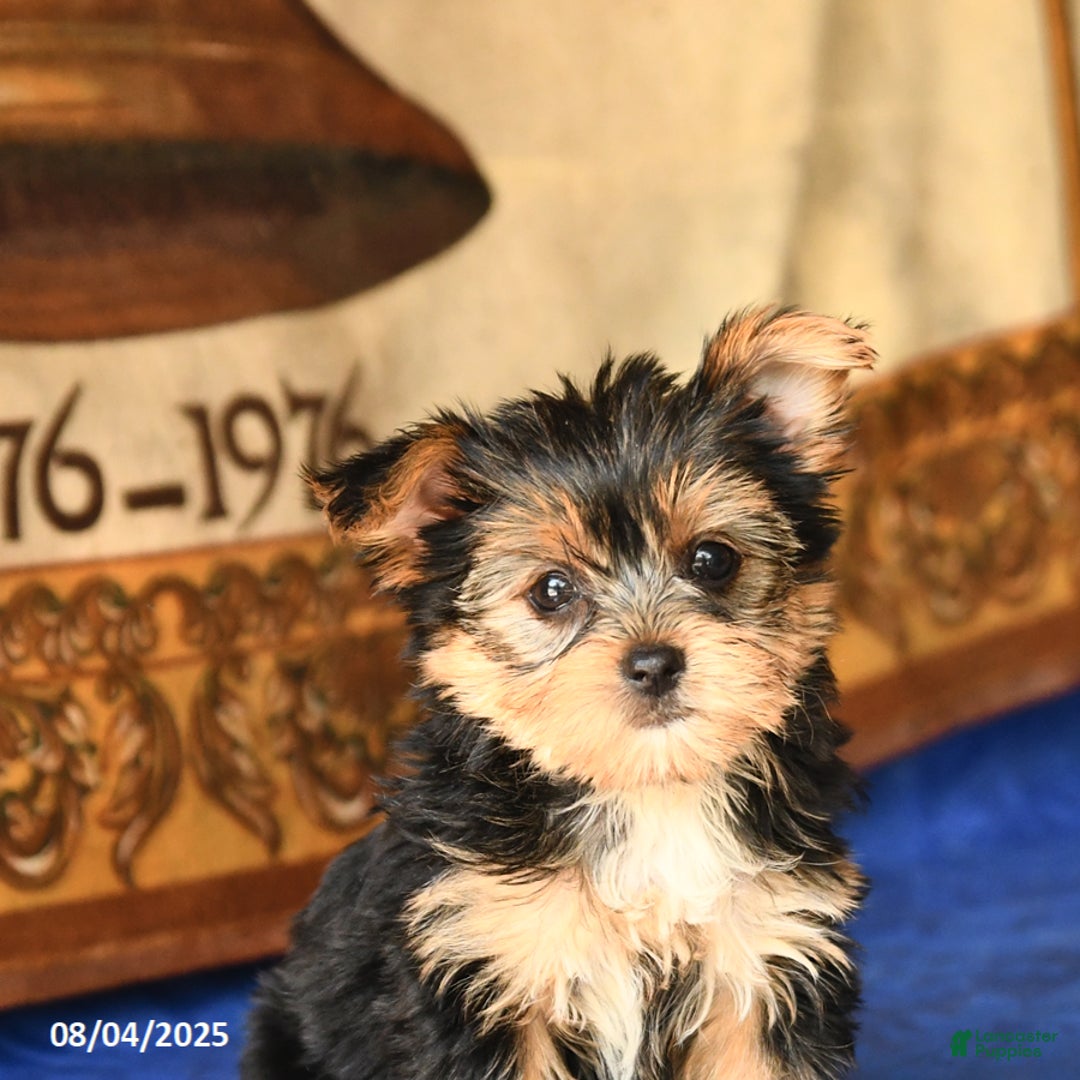 Yorkshire Terrier dogs for sale: Yorkshire Terrier 4 puppies - Image 3