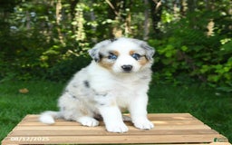 Australian Shepherd dogs for sale: Ashley - Image 4