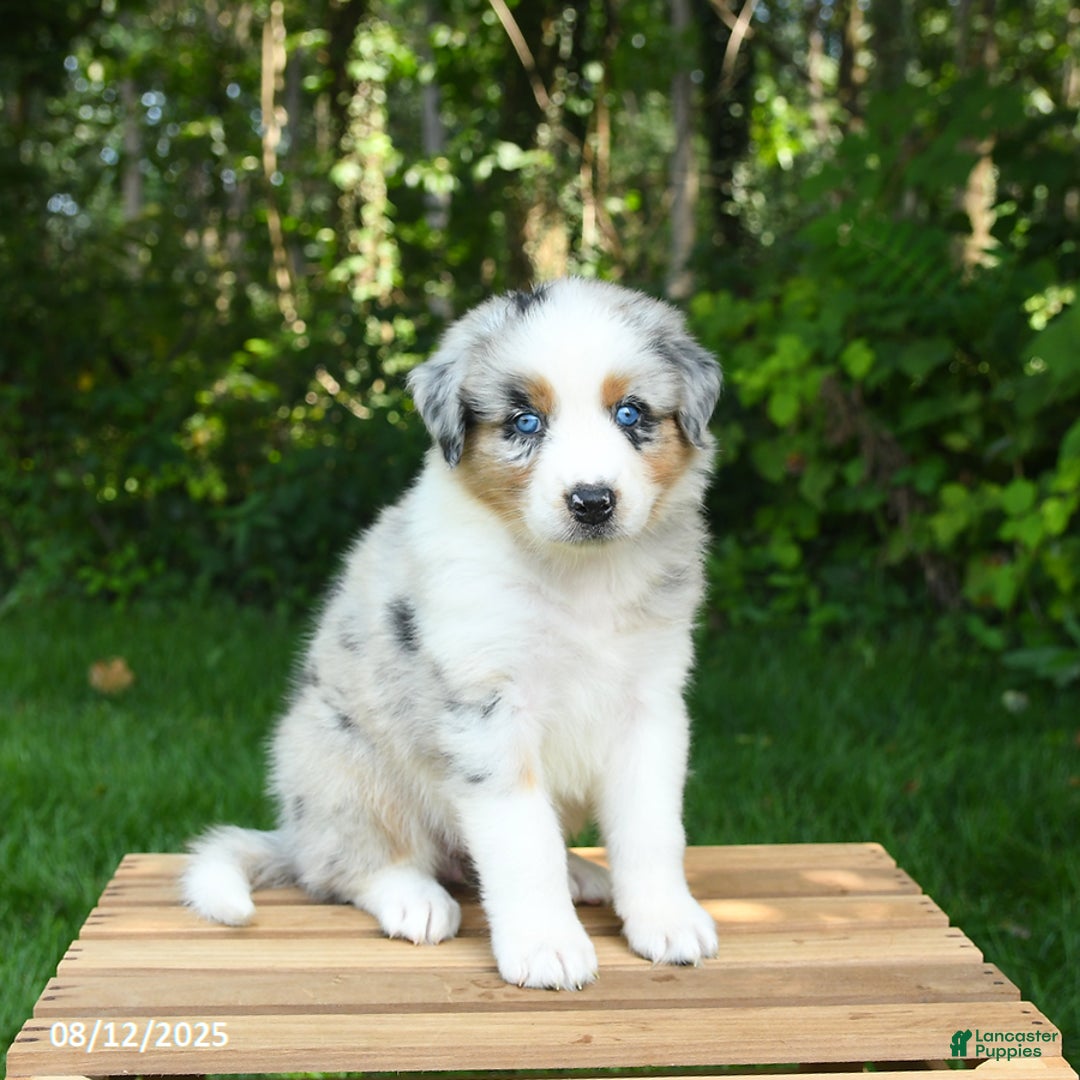 Australian Shepherd dogs for sale: Ashley - Image 4