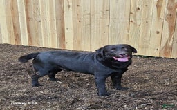Labrador Retriever dogs for sale: Bella - Image 6