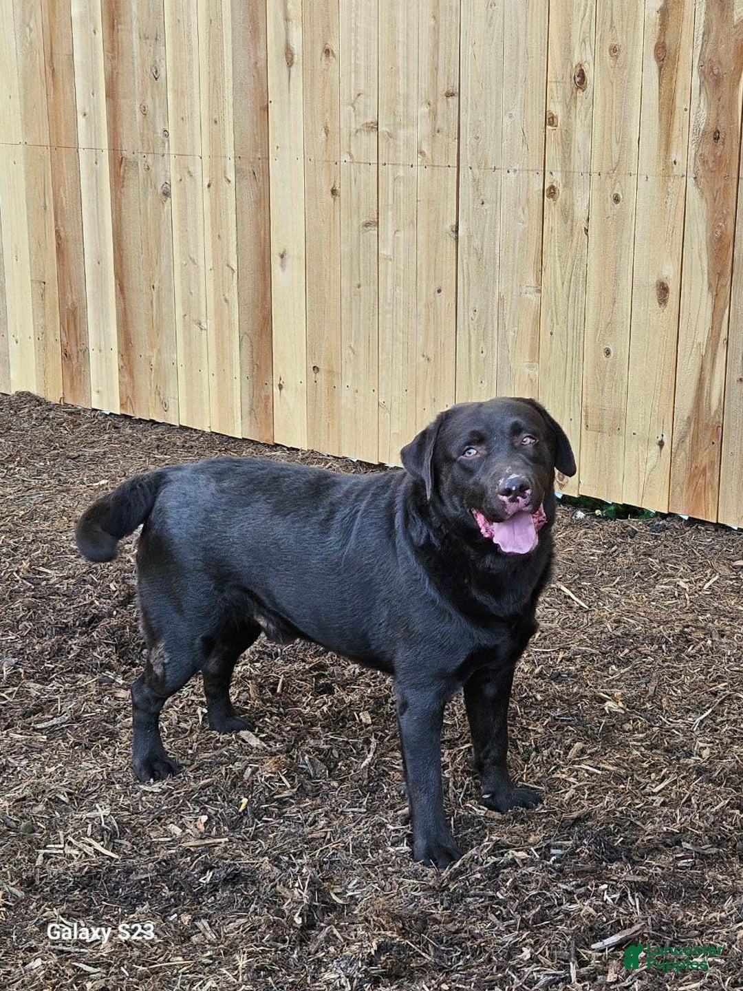 Labrador Retriever dogs for sale: Bella - Image 6