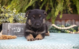 German Shepherd dogs for sale: Addie - Image 2