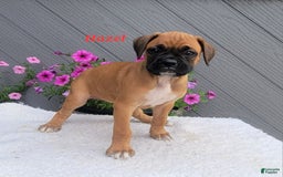 Boxer dogs for sale: Hazel - Image 5