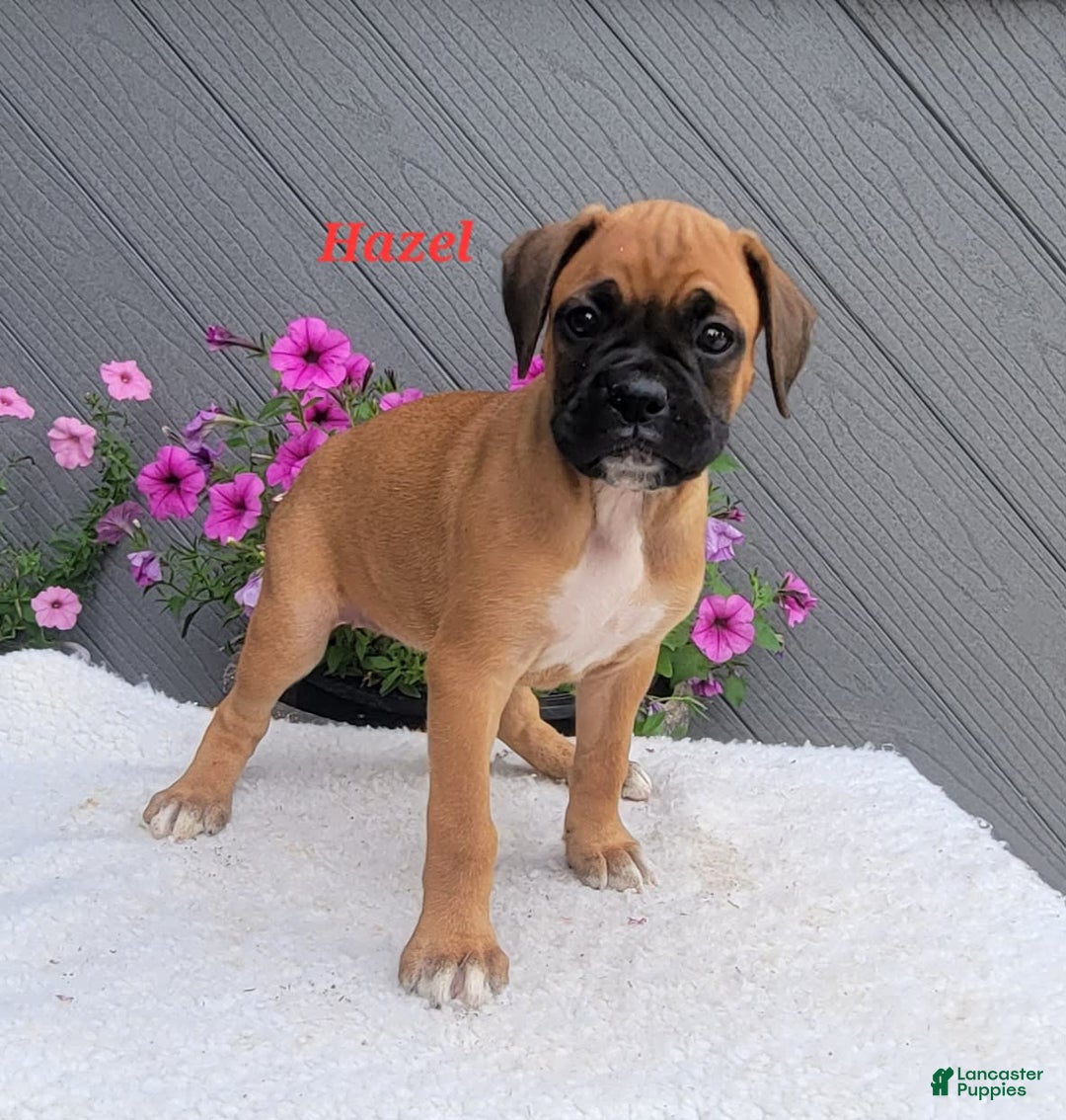 Boxer dogs for sale: Hazel - Image 5