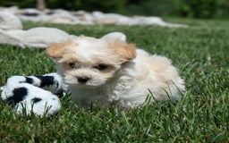 Maltipoo dogs for sale: Rubble - Image 11