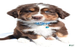 Miniature Australian Shepherd dogs for sale: Miniature Australian Shepherd 7 puppies - Image 6