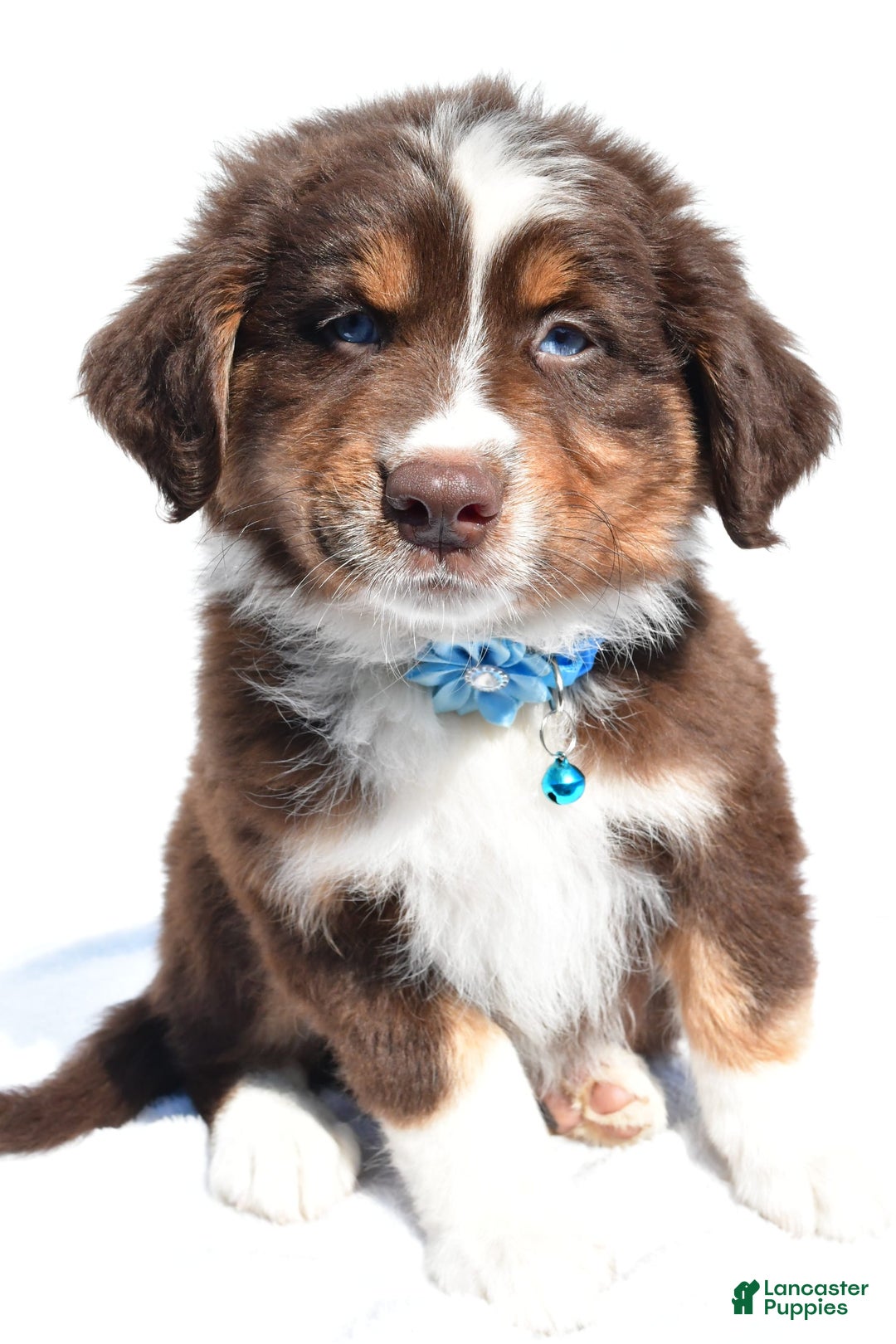Miniature Australian Shepherd dogs for sale: Miniature Australian Shepherd 7 puppies - Image 6