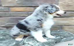 Miniature Australian Shepherd dogs for sale: Hallie - Image 2