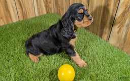 Cavalier King Charles Spaniel dogs for sale: Brin Girl 4 - Image 2