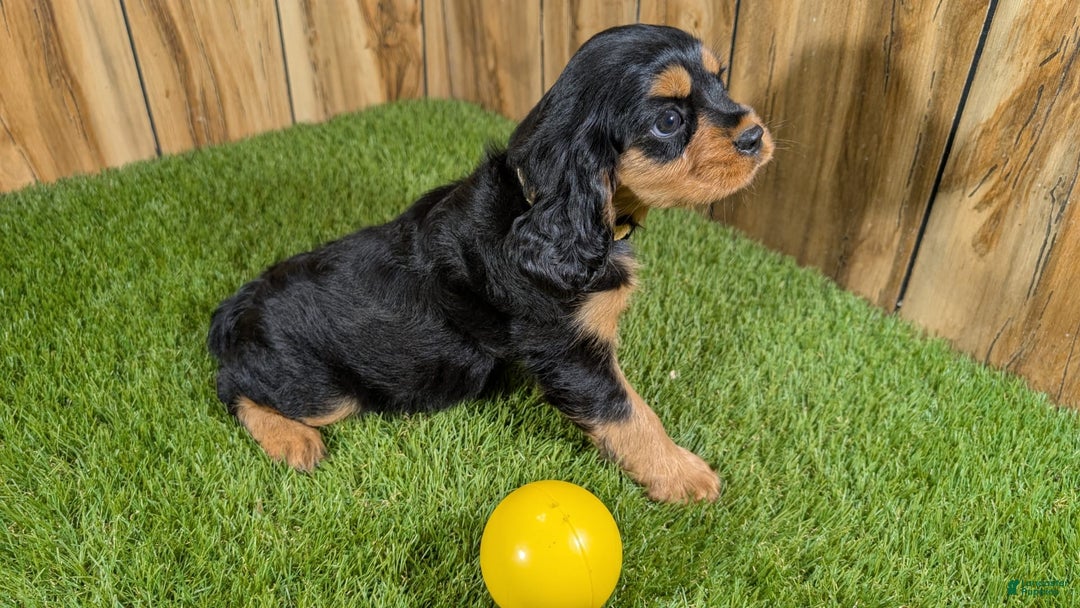 Cavalier King Charles Spaniel dogs for sale: Brin Girl 4 - Image 2