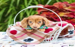 Miniature Dachshund dogs for sale: Zoey - Image 3
