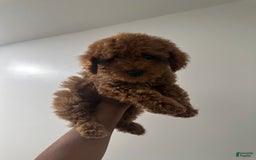 Miniature Poodle dogs for sale: Prince - Image 2