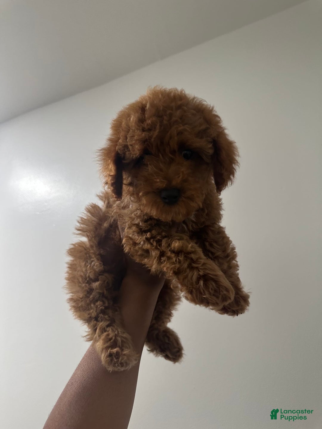 Miniature Poodle dogs for sale: Prince - Image 2