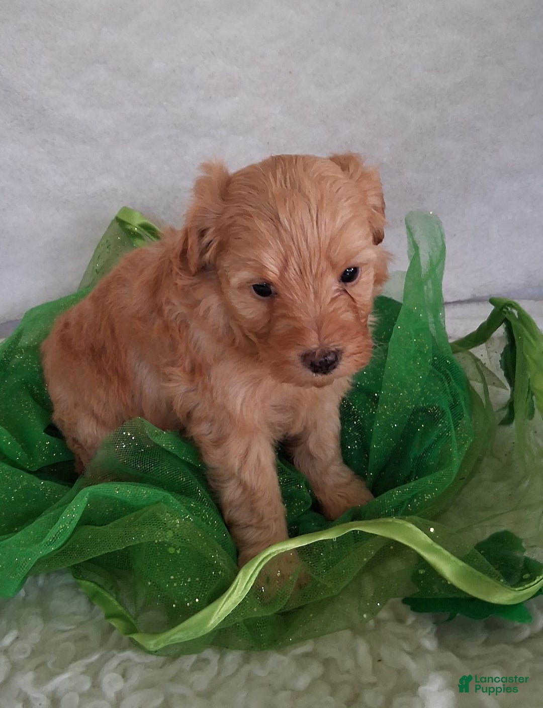 Mini Aussiedoodle dogs for sale: HONEY - Image 7
