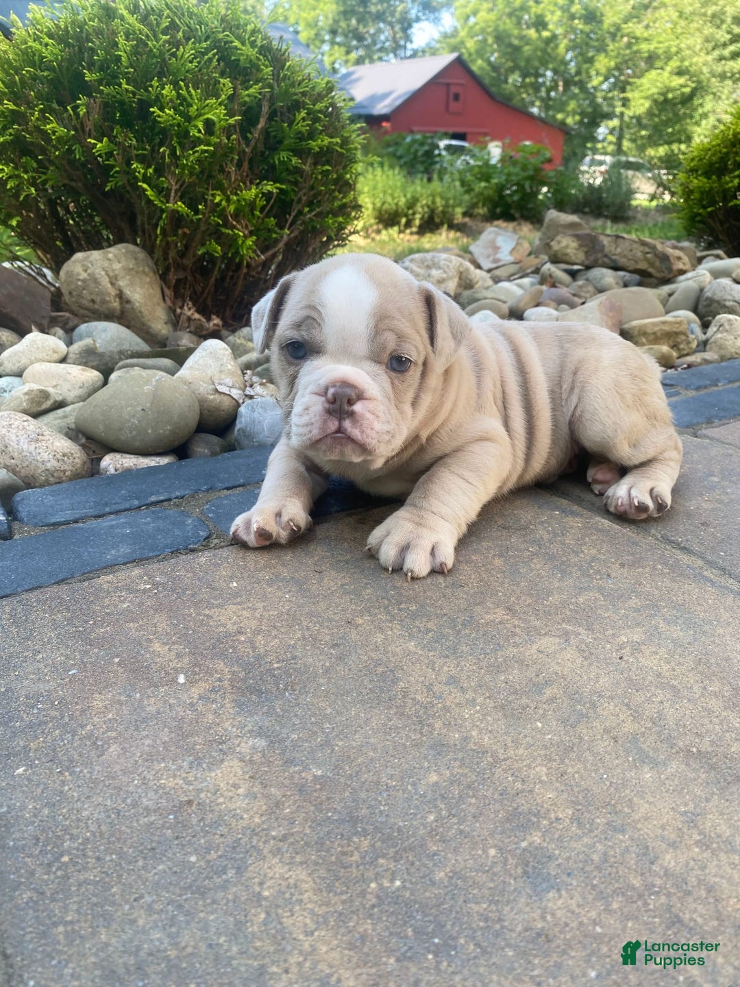 English Bulldog dogs for sale: Champ - Image 5