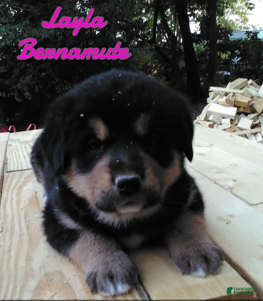 Bernese Mountain Dog dogs for sale: Bernese Mountain Dog 4 puppies - Image 1