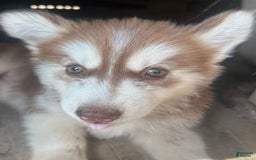 Siberian Husky dogs for sale: Rose Nc Dark Red Girly - Image 3