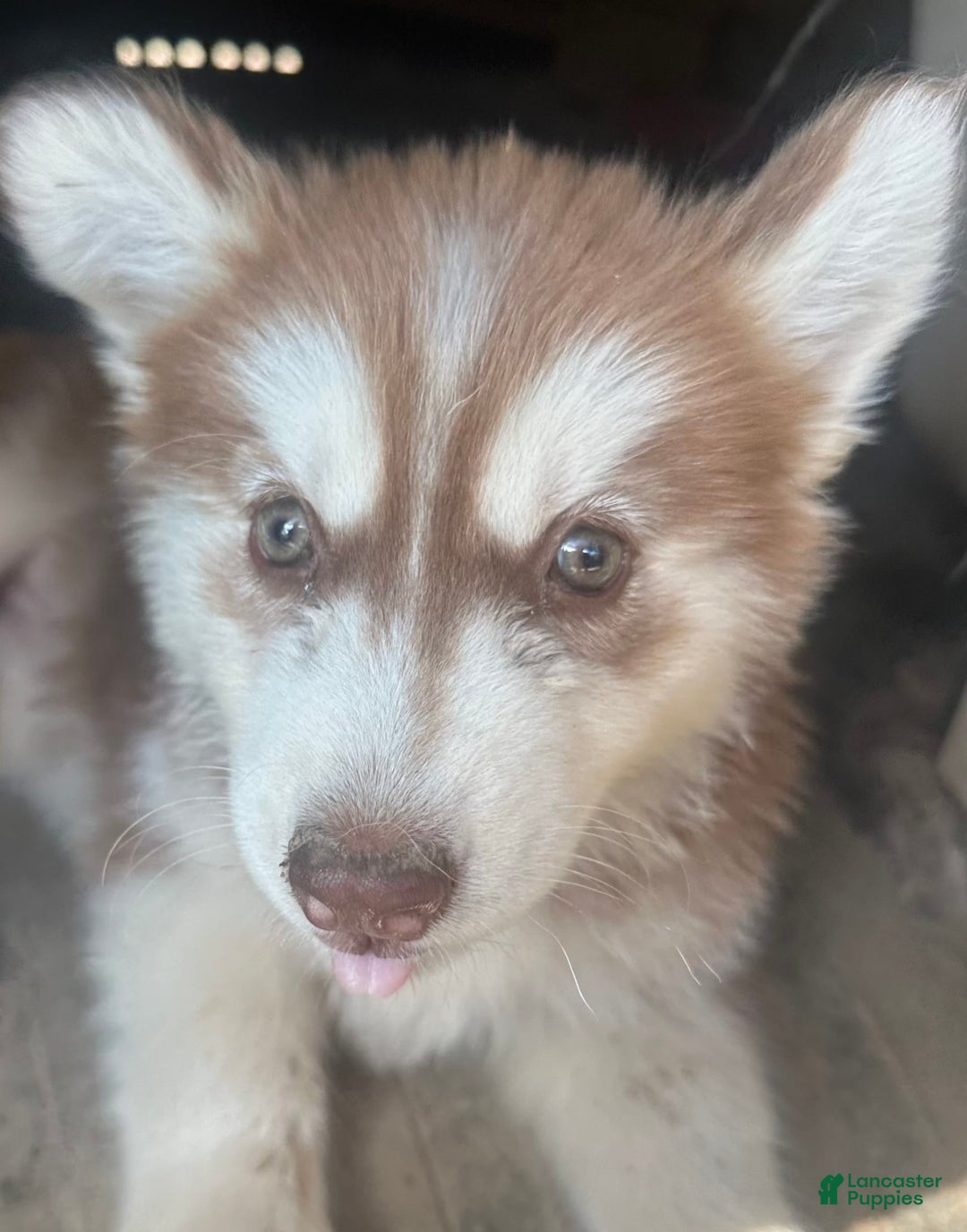 Siberian Husky dogs for sale: Rose Nc Dark Red Girly - Image 3