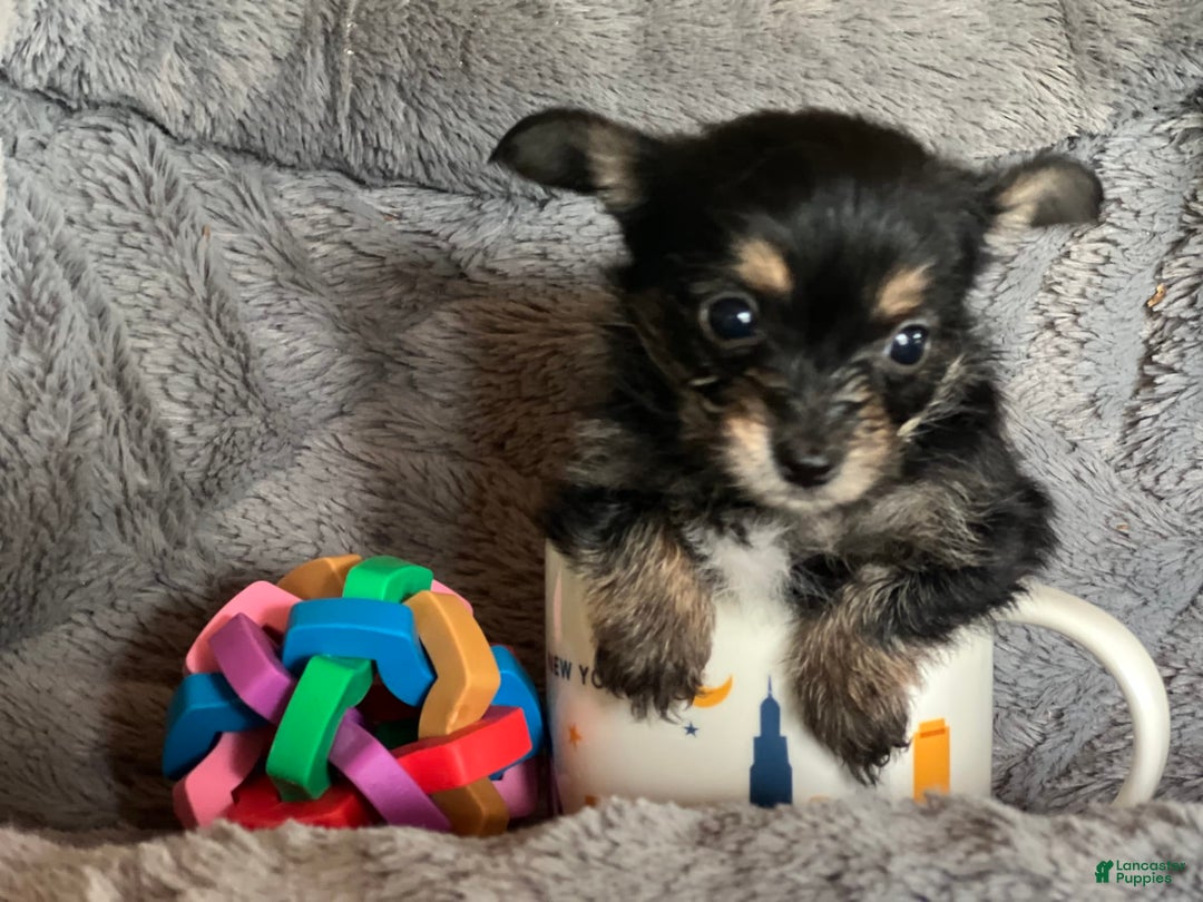 Biewer Terrier dogs for sale: Maggie - Image 1