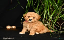 Teddy Bear dogs for sale: Rythmn - Image 1