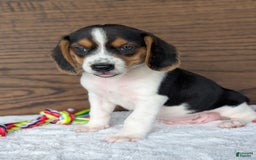Beagle dogs for sale: Toby - Image 5