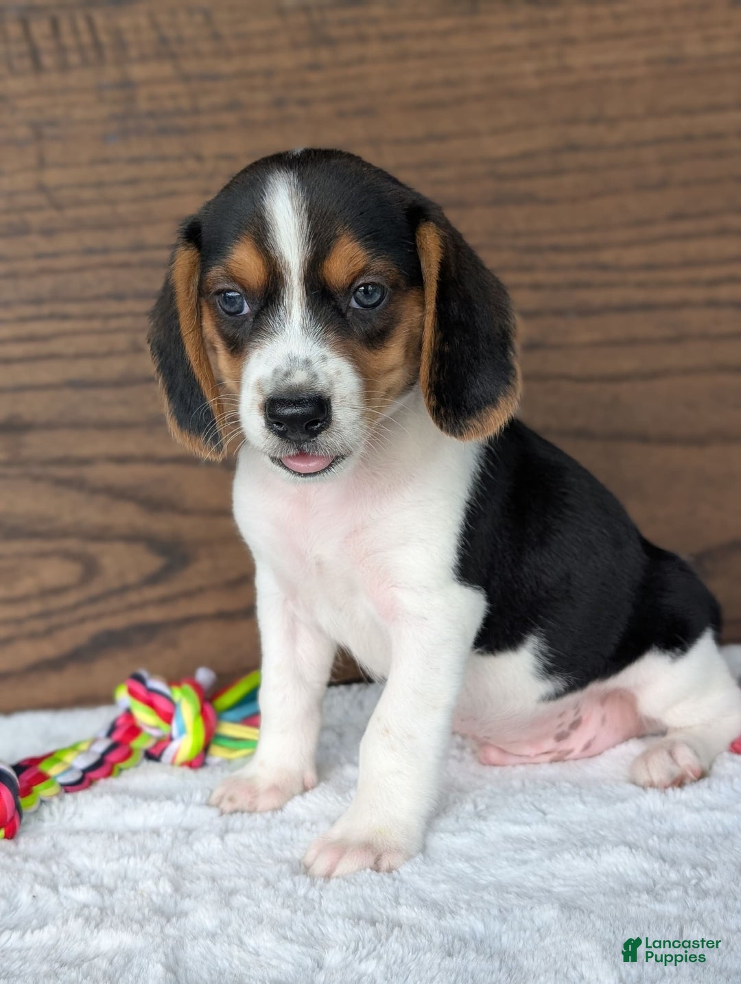 Beagle dogs for sale: Toby - Image 5