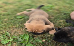 Cane Corso dogs for sale: Thor - Image 2