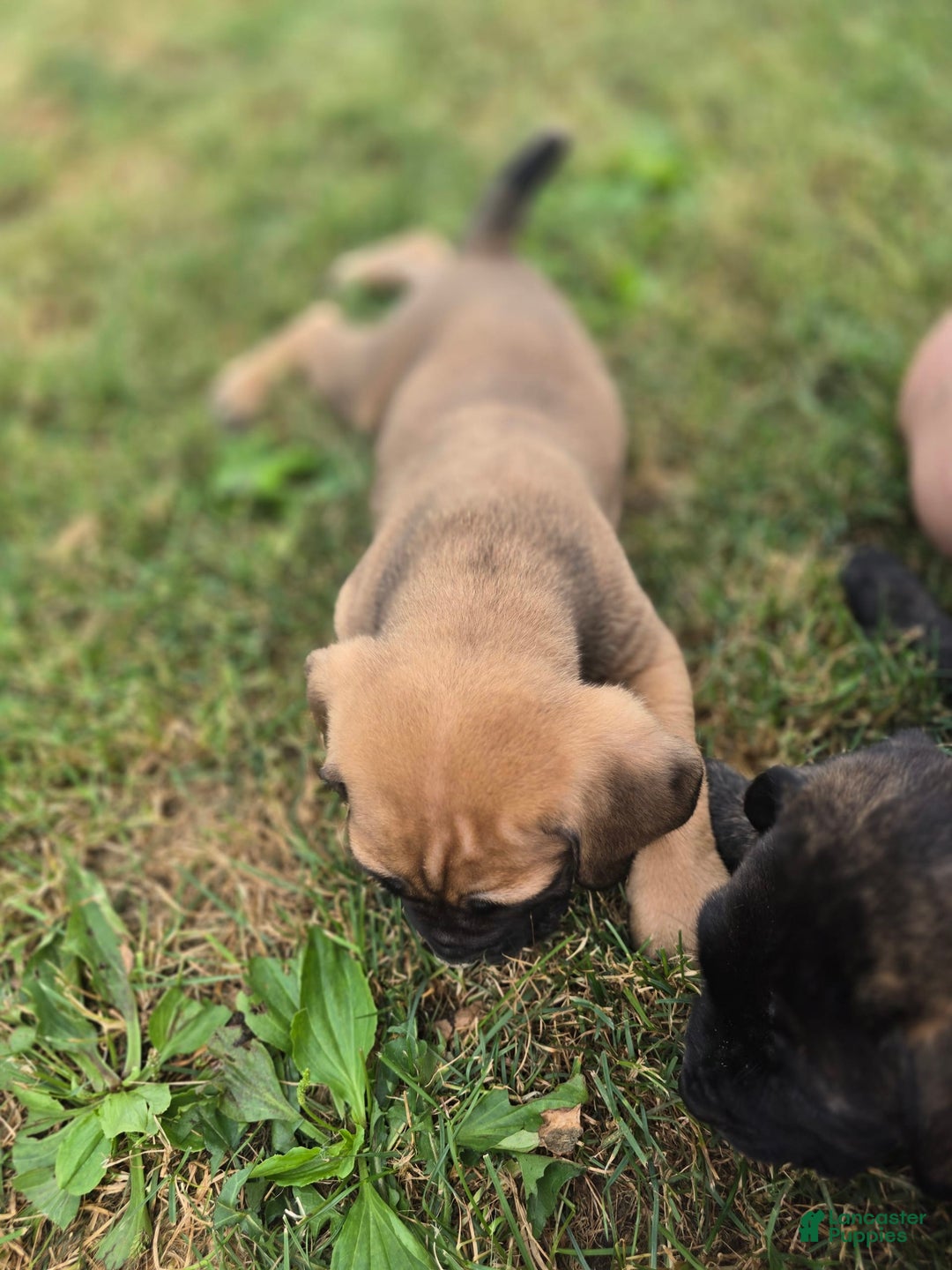 Cane Corso dogs for sale: Thor - Image 2