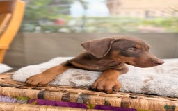 Doberman Pinscher dogs for sale: Mocha - Image 2