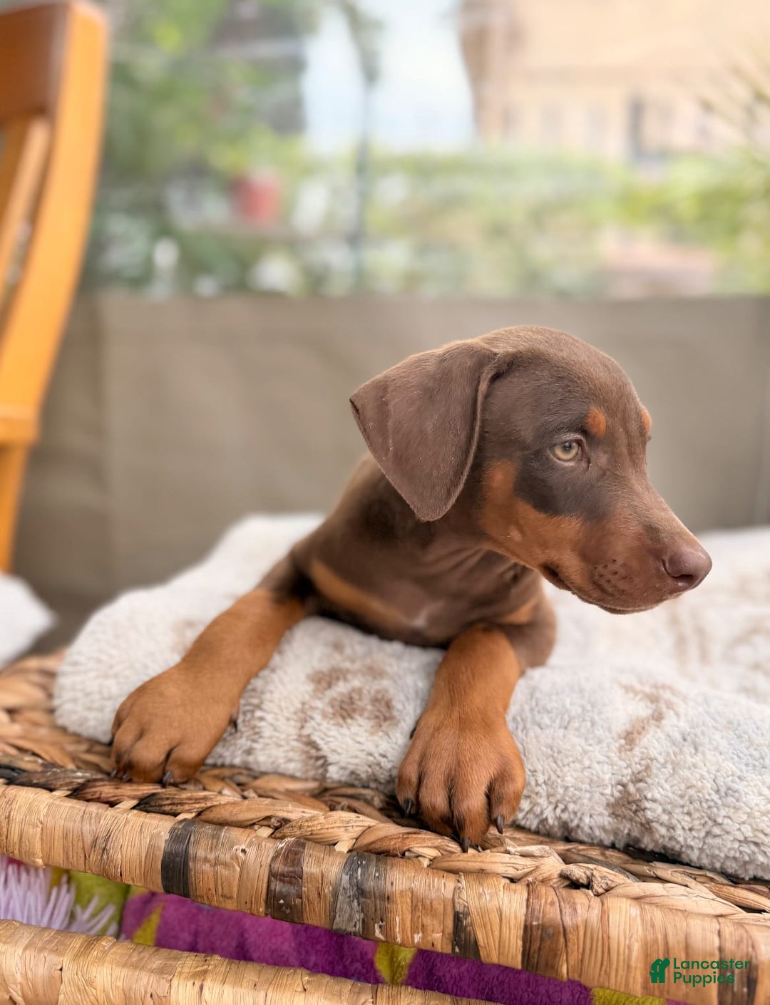 Doberman Pinscher dogs for sale: Mocha - Image 2