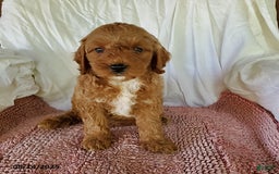 Mini Goldendoodle dogs for sale: Ginger - Image 3