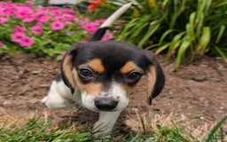 Beagle dogs for sale: Chocolate - Image 11