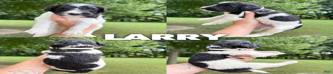 Larry- Standard F1b