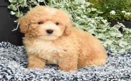 Bichpoo dogs for sale: Sport - Image 6