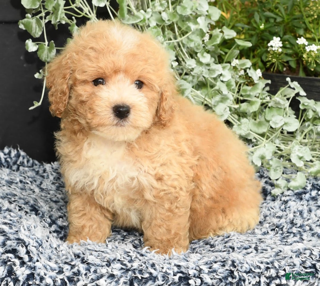 Bichpoo dogs for sale: Sport - Image 6