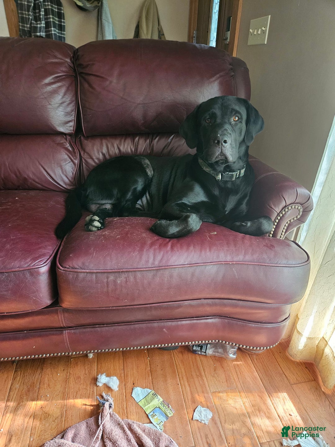 Labrador Retriever dogs for sale: Big  Mouth - Image 5