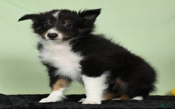 Shetland Sheepdog dogs for sale: Meekah - Image 2