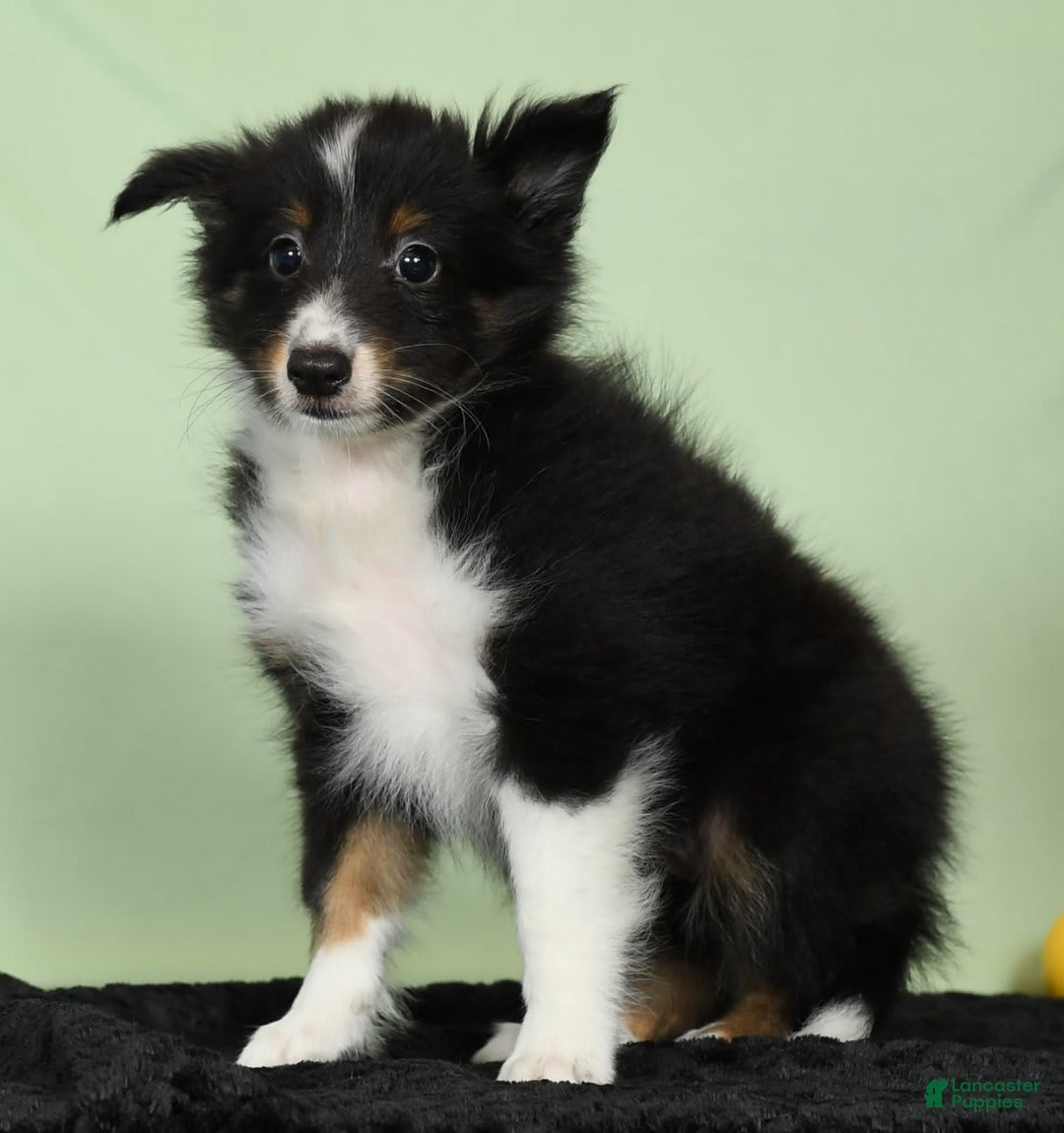 Shetland Sheepdog dogs for sale: Meekah - Image 2