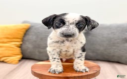 Dalmatian dogs for sale: Rocky - Image 5