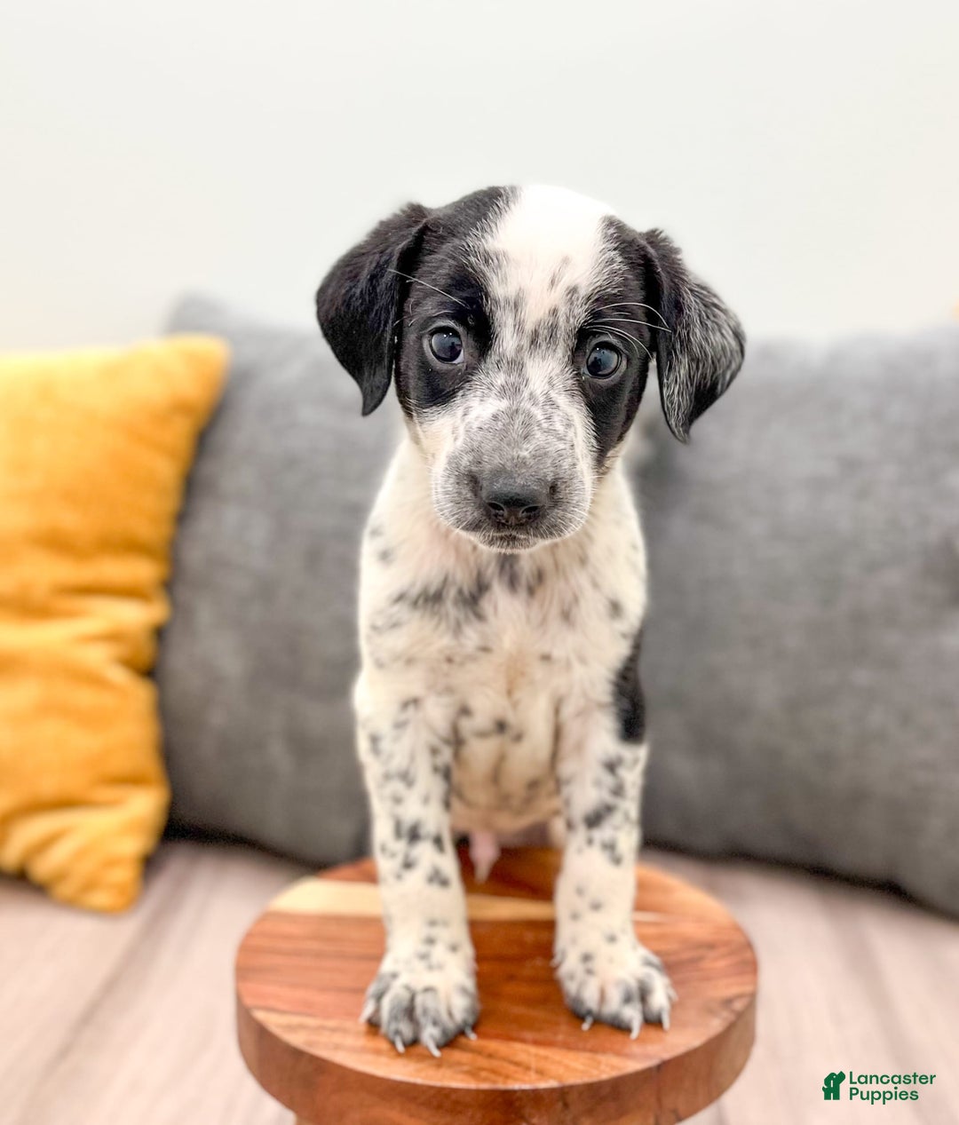 Dalmatian dogs for sale: Rocky - Image 5