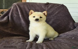 Shiba Inu dogs for sale: Beth - Image 3