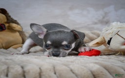 Chihuahua dogs for sale: Samuel - Image 9