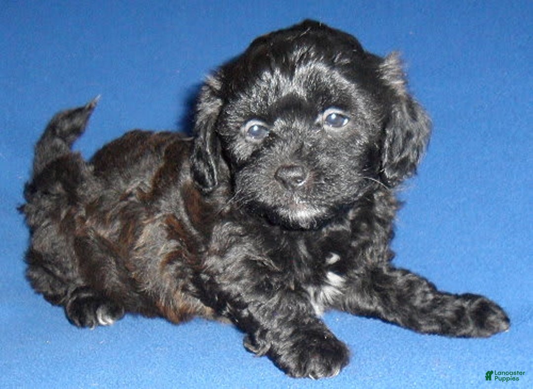 Shihpoo dogs for sale: Shih-Poo 4 puppies - Image 8