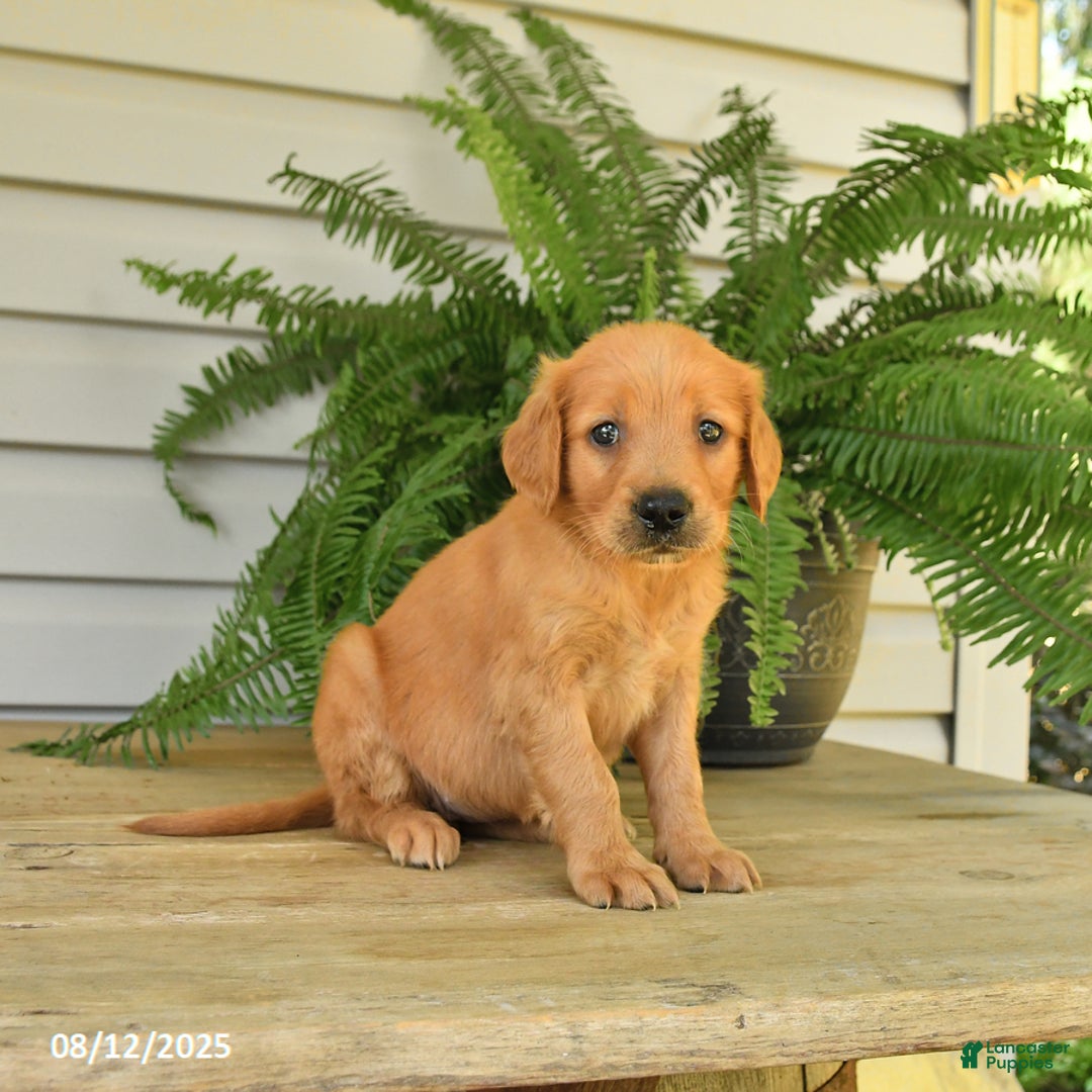 Golden Retriever dogs for sale: Maggie - Image 5