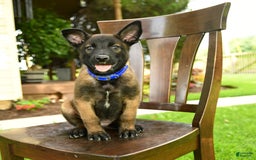 Belgian Malinois dogs for sale: Avalon - Image 3
