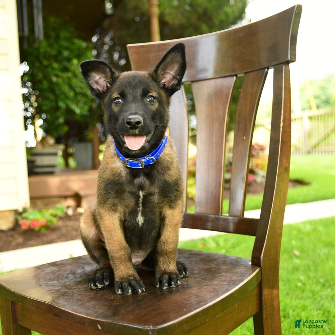Belgian Malinois dogs for sale: Avalon - Image 3