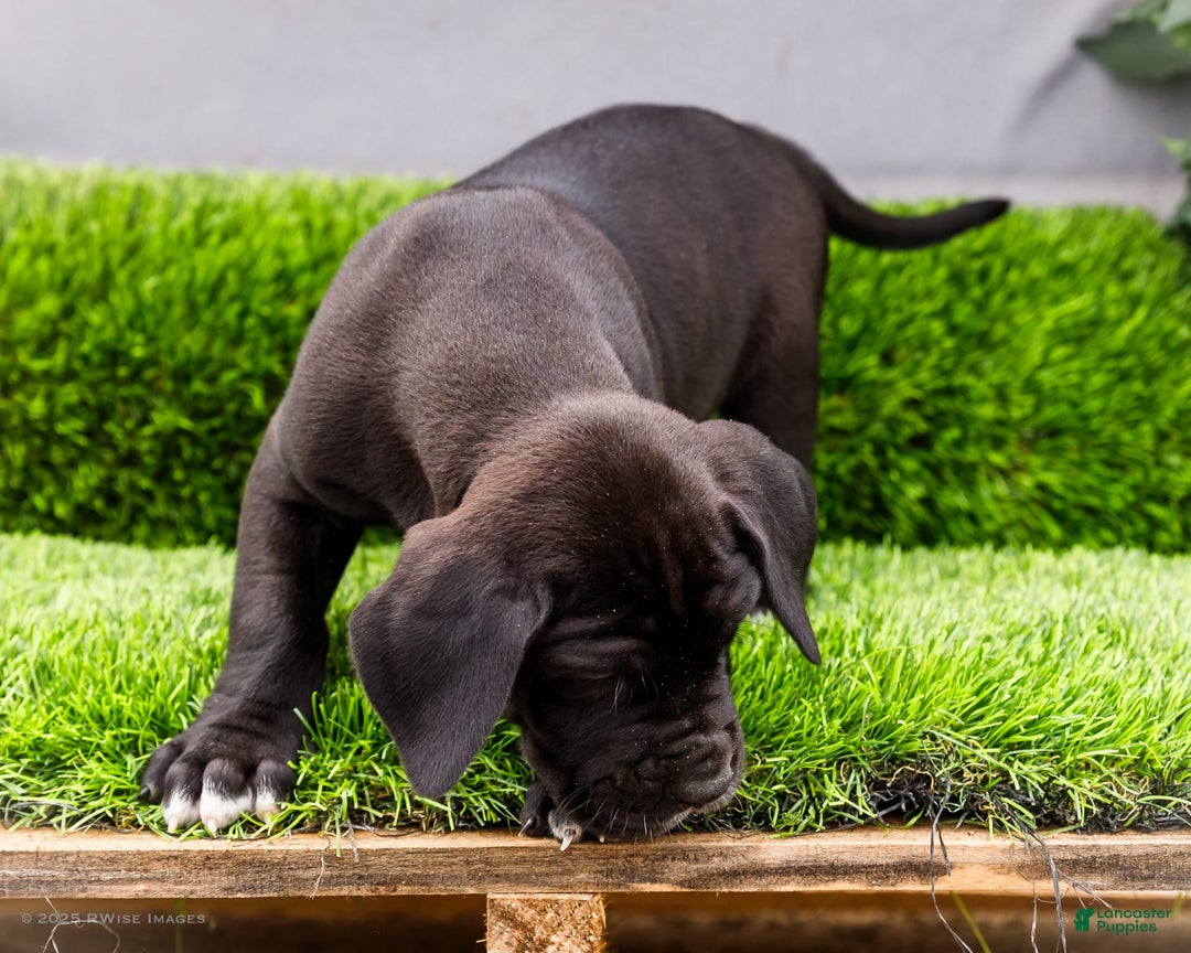 Great Dane dogs for sale: Krista - Image 4