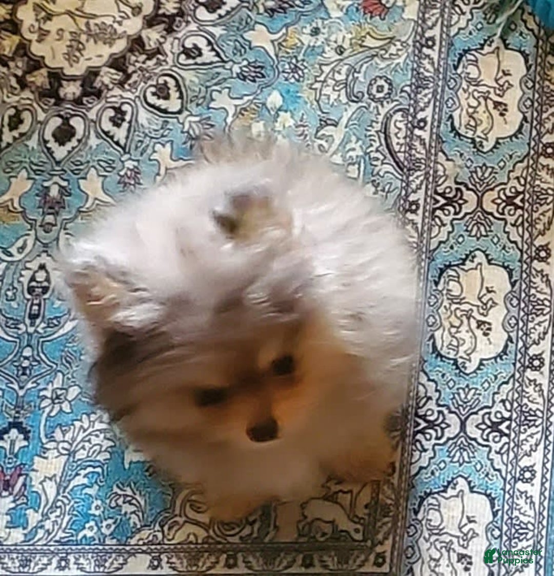 Pomeranian dogs for sale: Buzz - Image 11